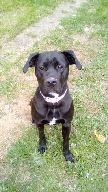 My beautiful cane corso
