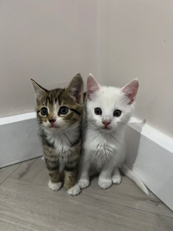 White boy kitten