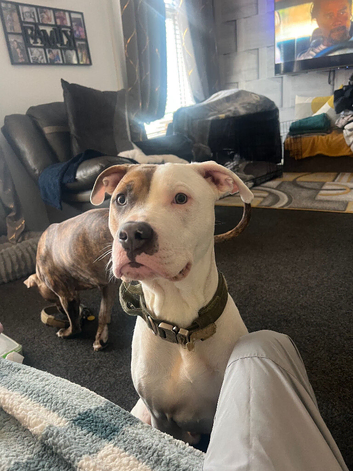 American bulldog stud