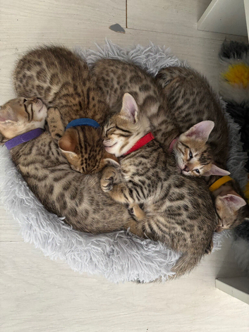Bengals x