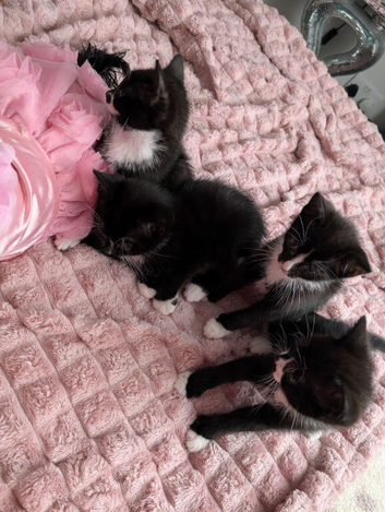 Four beautiful kittens!