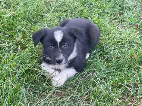 Collie Pups