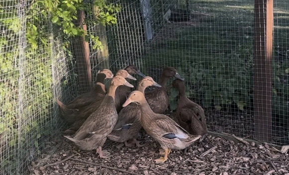 Khaki Campbell female ducks for sale