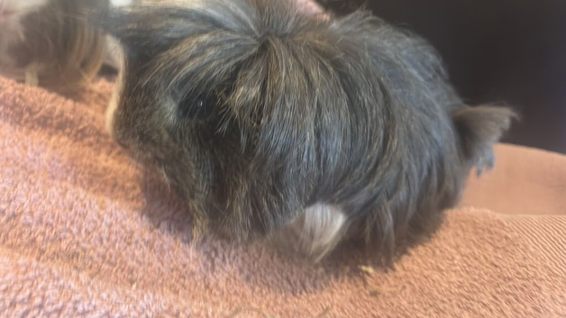 Selling two guinea pigs