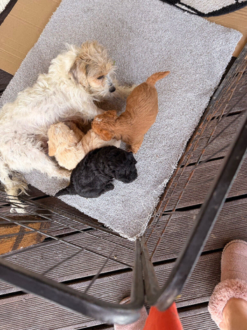 Sporting Lucas terrier cross toy poodle