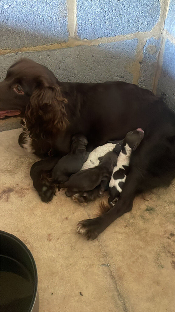 8 weeks old cockapoo puppies