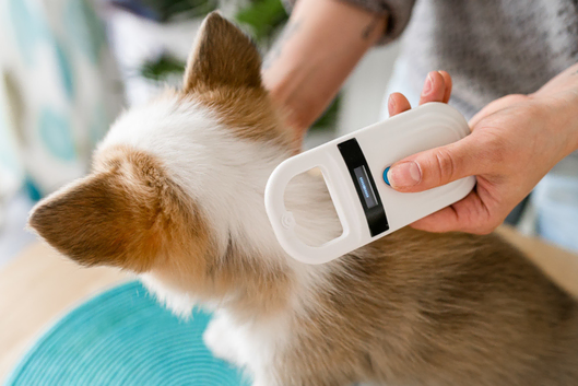 Mobile Pet Microchipping - Devon & Cornwall