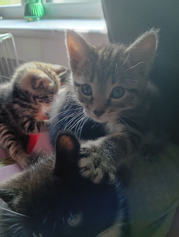 Kittens