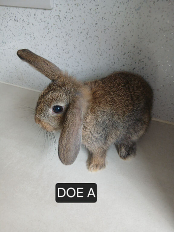 Mini Lops kits available now