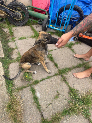Gypys looking for her forever home
