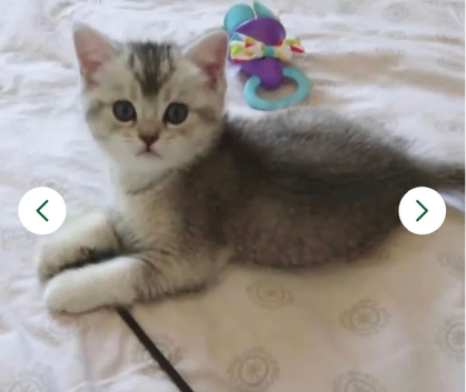 Blue-Silver Shaded Girls Pedigree British Shorthair Kitten