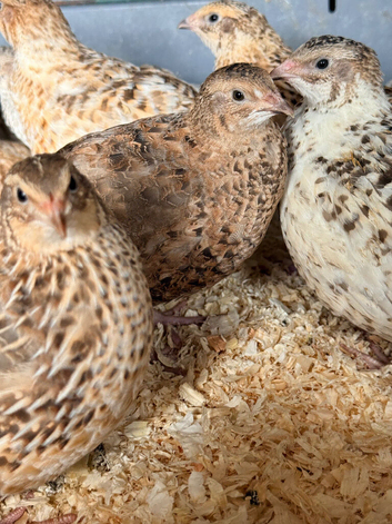 Adult (8weeks) Coturnix and Celadon Quail