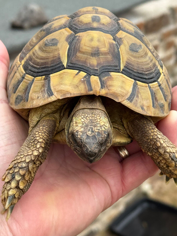 Male Hermanns tortoise for sale