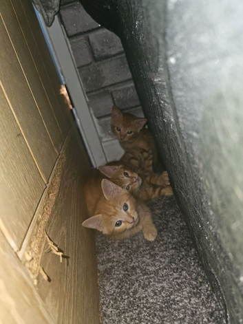 4 beautiful kittens left