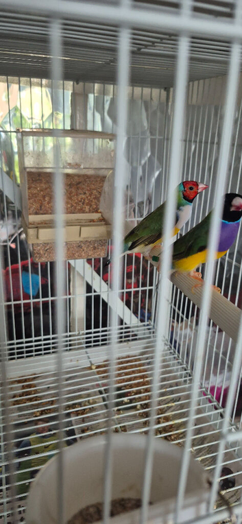 Males gouldian finches