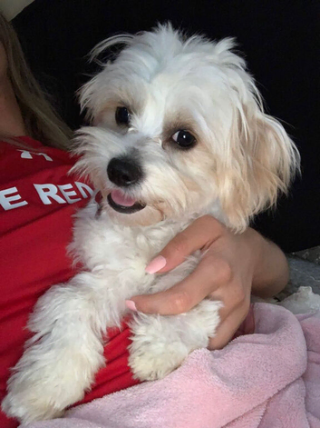 Playful & Friendly Male Maltipoo - Ready for His New Family