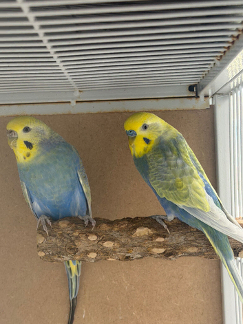 Bonded pair of rainbow budgies