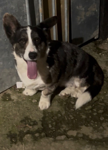 kc Corgi female