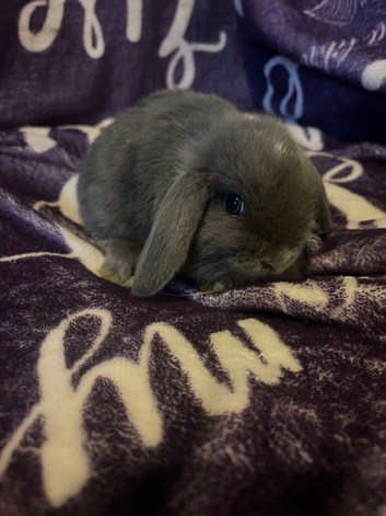 Stunning mini lops