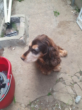 Female cocker spaniel