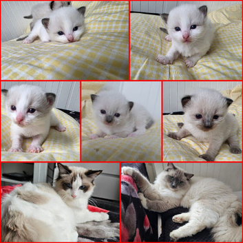 Stunning Ragdoll kittens.