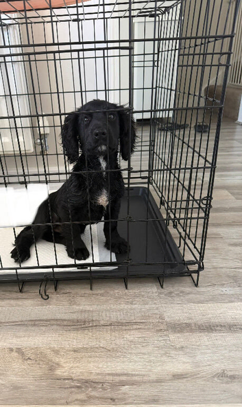Working cockerspaniel
