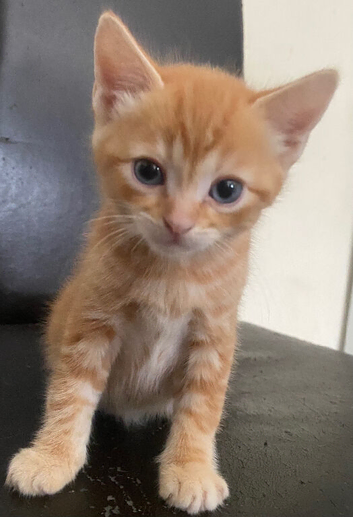 Kittens