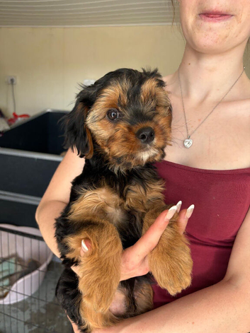 Yorkie x boy for sale