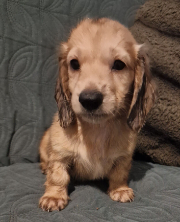 Cream Standard Longhaired Dachshund Puppies