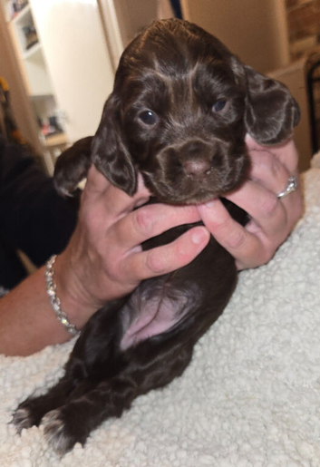 Cocker spaniel Puppies forsale