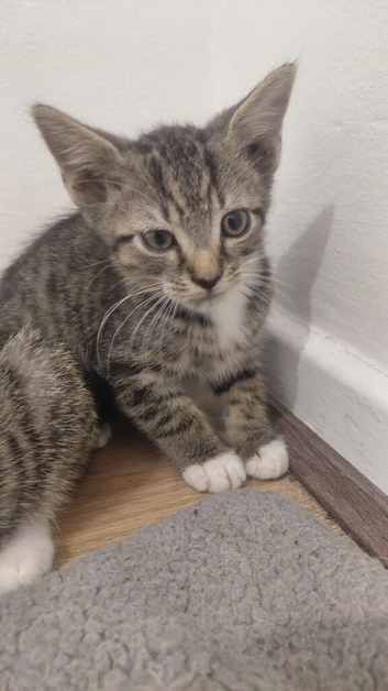 3 kittens. 1 girl 2 boys