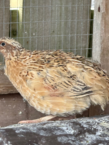 Corturnix Quail