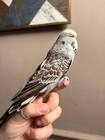 Budgie and cage