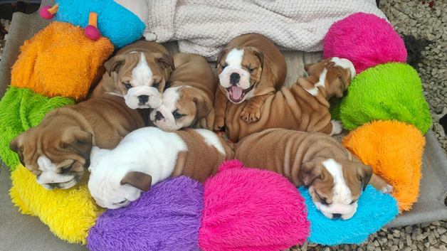 KC REG,english Bulldog Puppies from Health Tested Parents