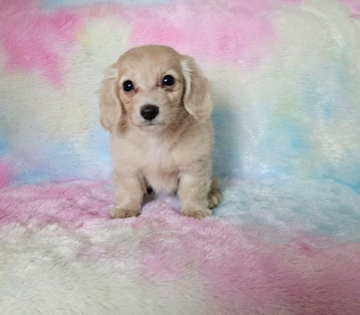 Beautiful long haired cream mini girl