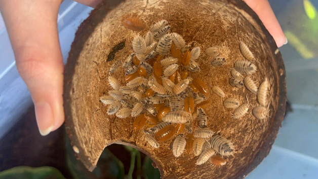 30 mixed porcellio laevis isopods(COLLECTION ONLY)