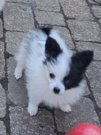 Beautiful papillon tiny girl