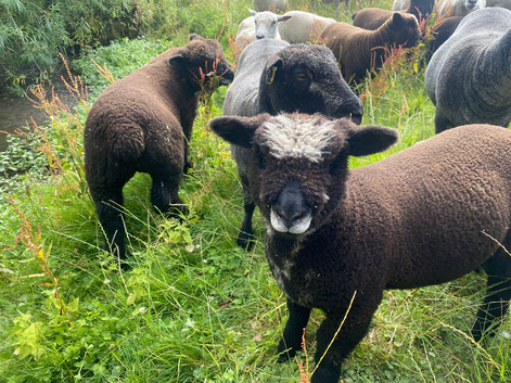 Ryeland Pure Bred White and Coloured Lambs from &pound;145