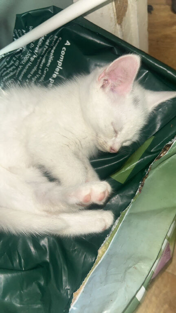Kittens