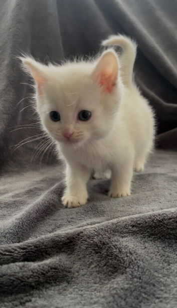 White kitten and tuxedo kittens ready to leave
