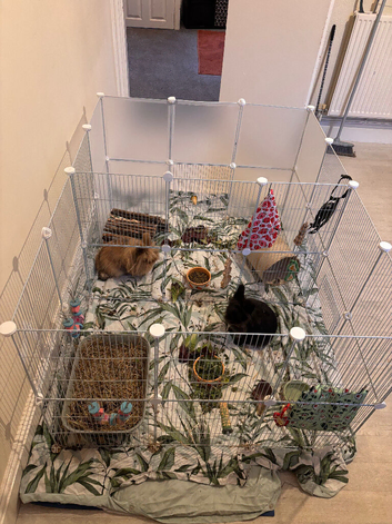 Two bonded lionhead bunnies for rehoming