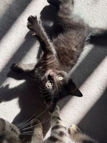 Black kittens