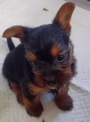 Toy/miniature Yorkshire terrier puppies