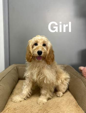 Petal gorgeous 2 cockapoo girls have had all injections done