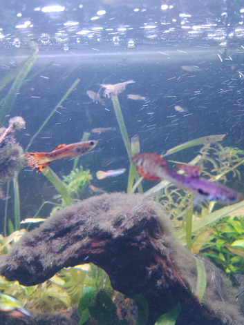 Perfect little aquarium starter fish only (21 items no tank)