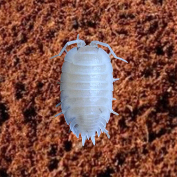 Porcellio laevis 'Snow White' &mdash;  FREE UK DELIVERY &mdash; Pure White &mdash; Healthy Stock