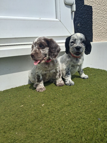 Cocker spaniel puppies for sale
