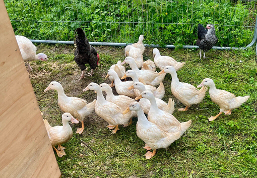Cherry valley ducks