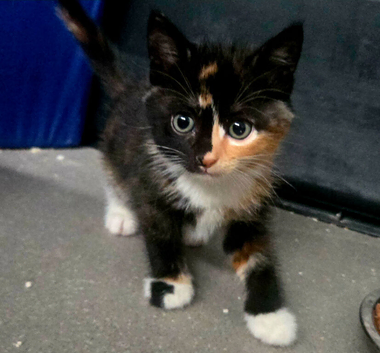 Beautiful kittens