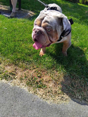 Beautiful tri merle British bull dog stud